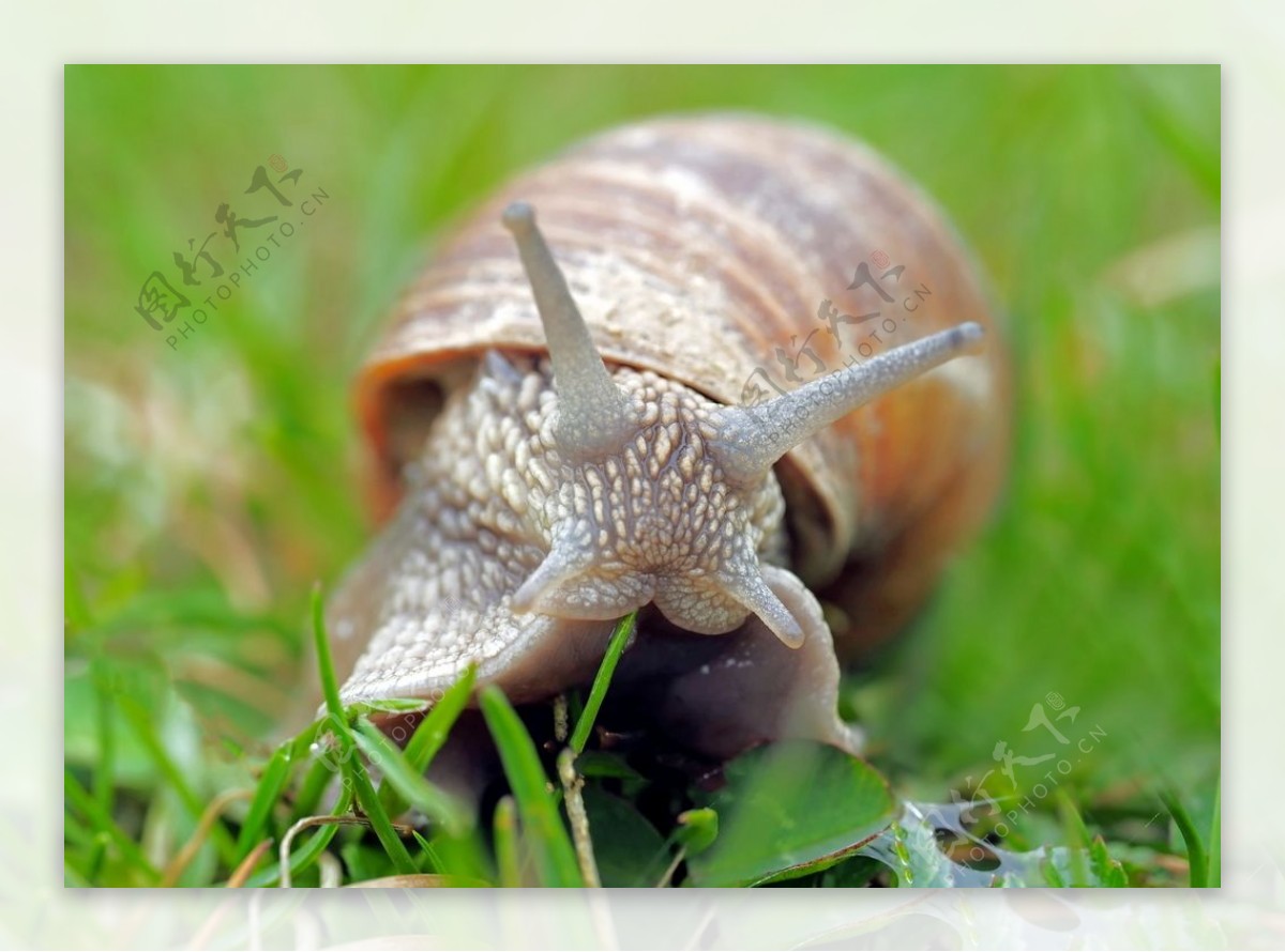 蜗牛微距