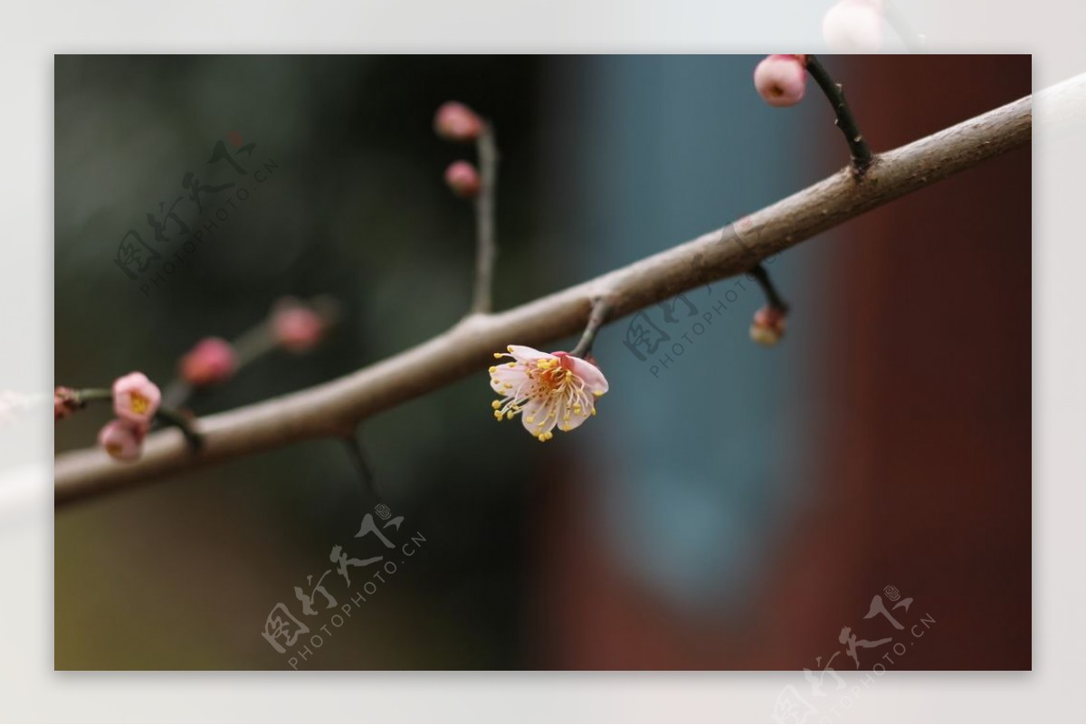 梅花腊梅唯美