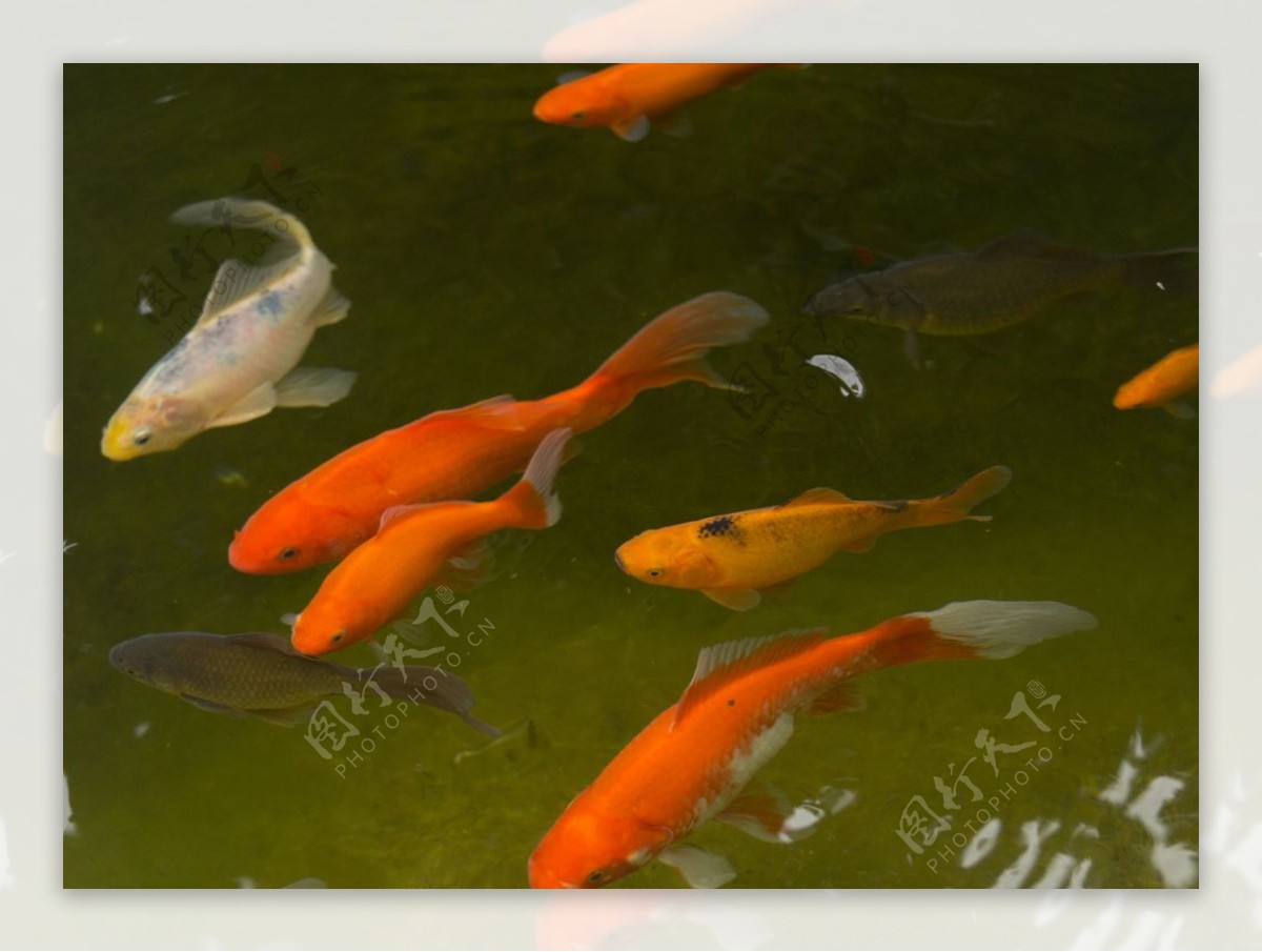 金鱼锦鲤水族观赏鱼