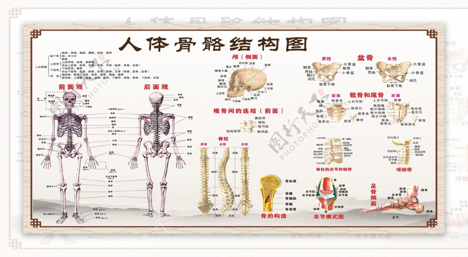 中医调理骨骼人体结构