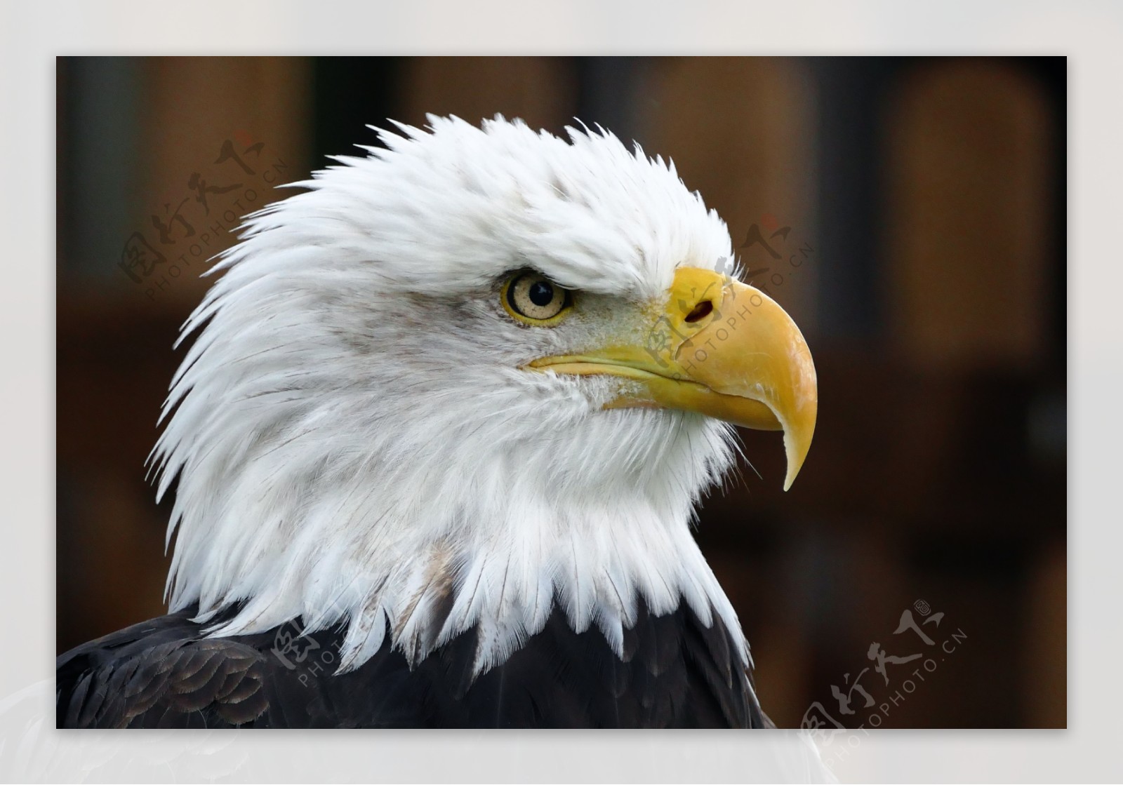 Bald Eagle Face HD Wallpaper
