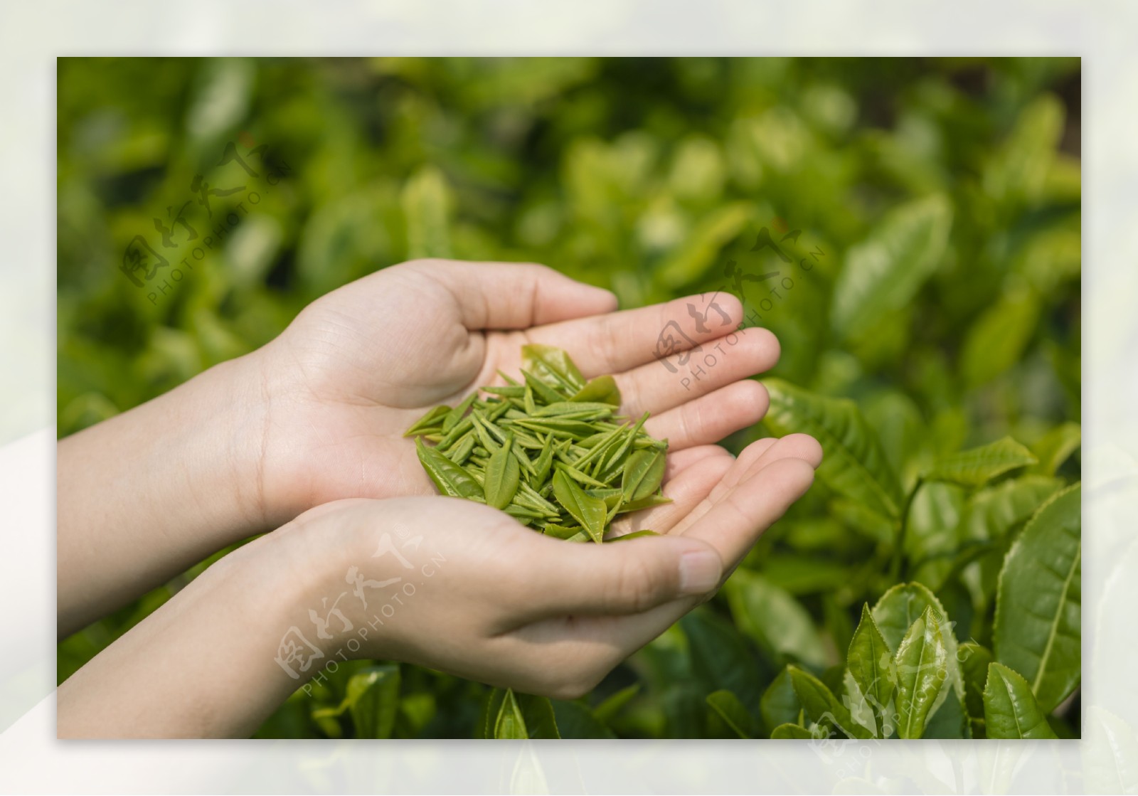 采茶茶叶绿色清新生态背景素材