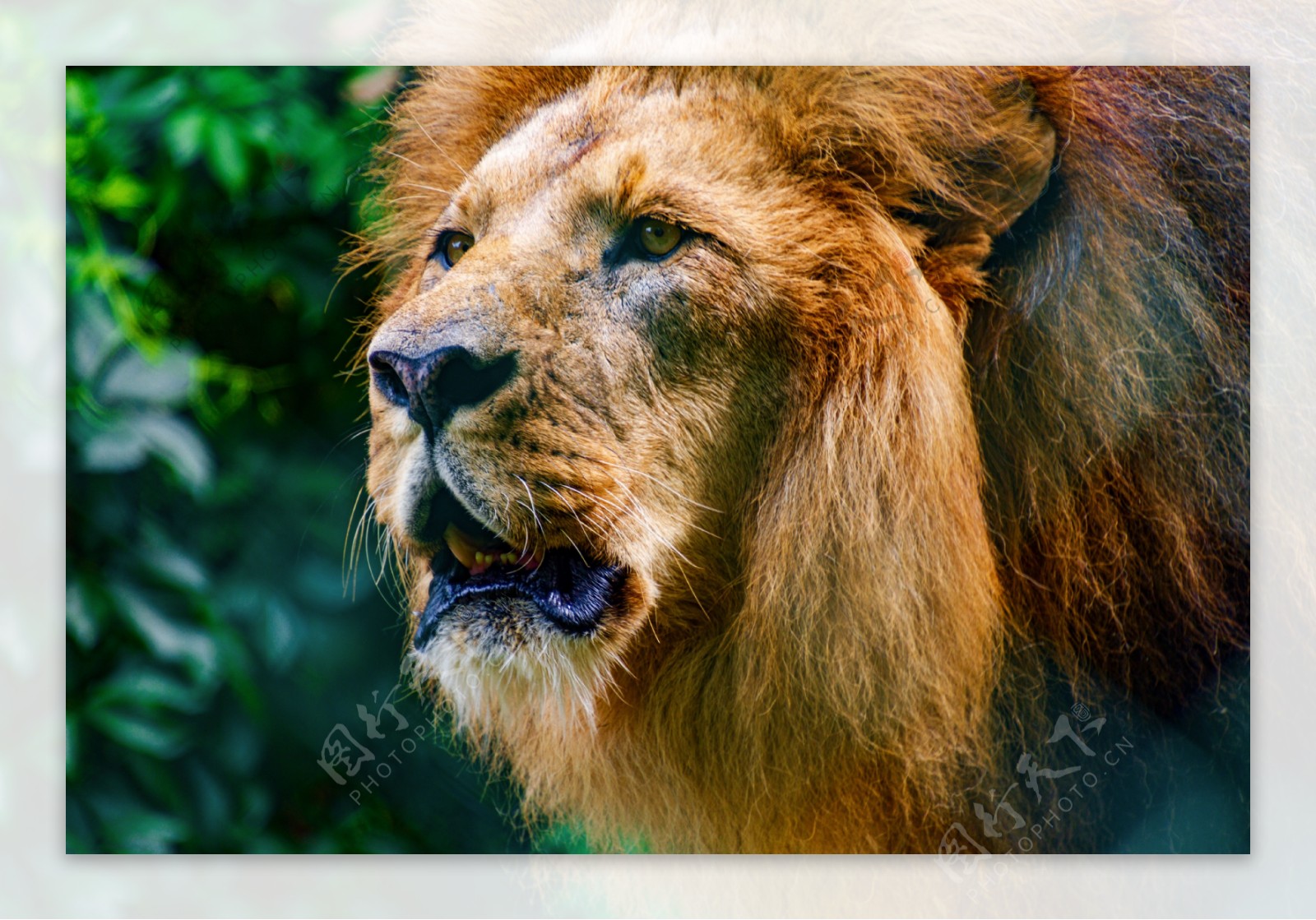 狮子特写-动物高清图片壁纸预览 | 10wallpaper.com