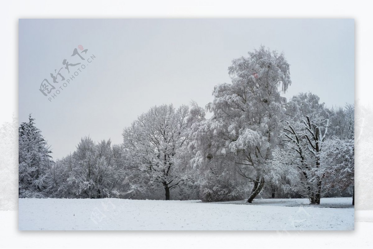 雪地树林