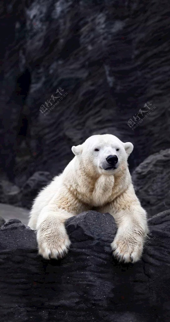雪白的北极熊