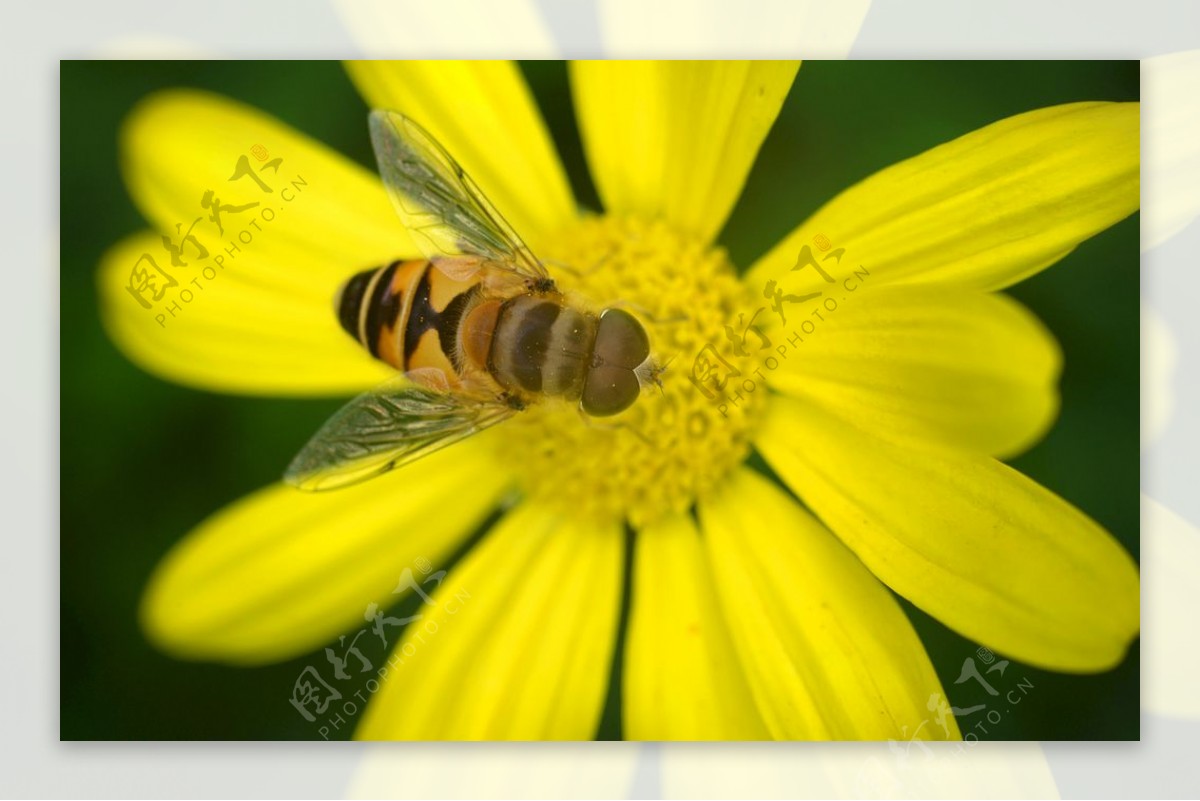 蜜蜂与小黄花