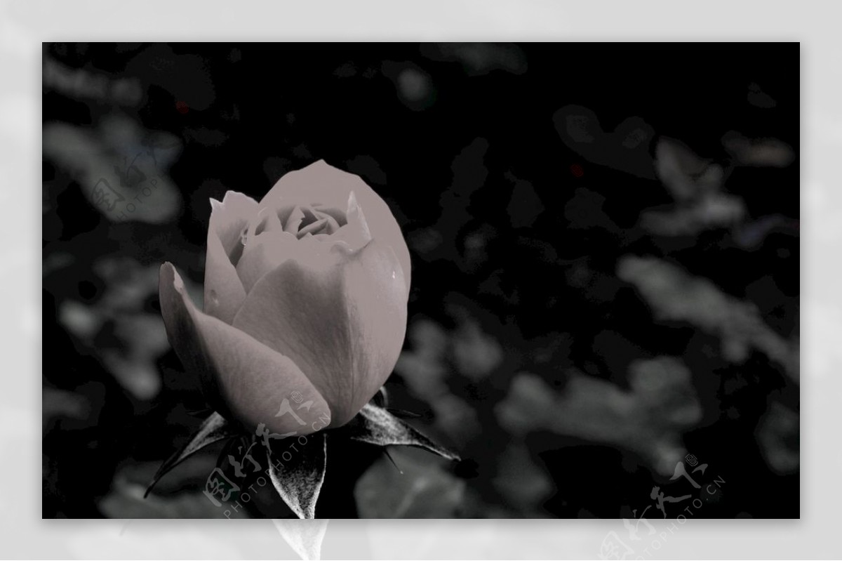 黑白玫瑰照片摄影图片_ID:397905474-Veer图库