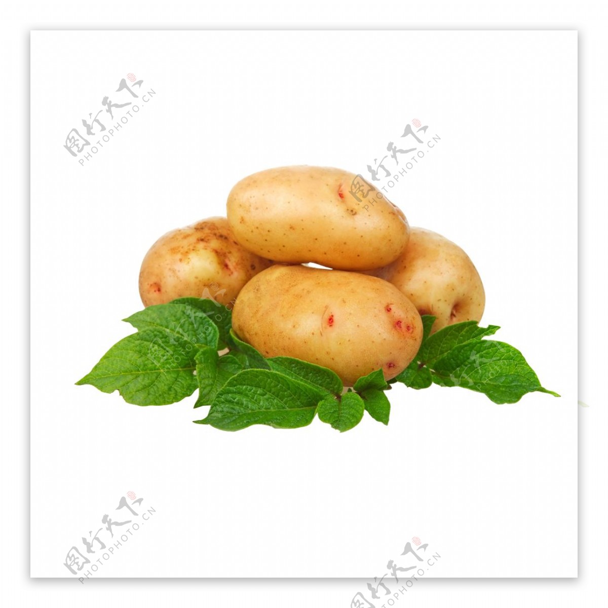 土豆食物食材美食海报素材