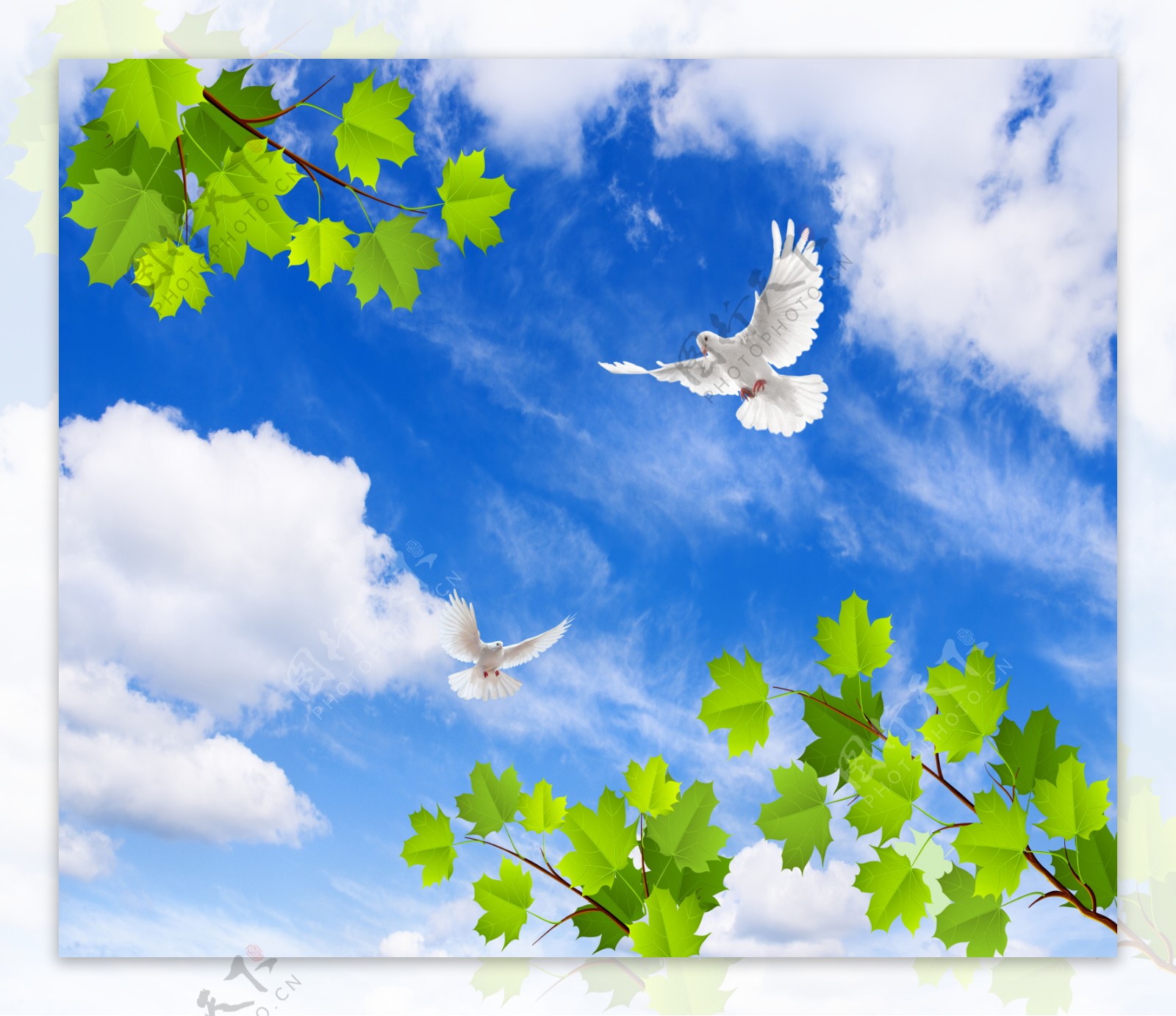 蓝天白云鸽子树叶绿叶