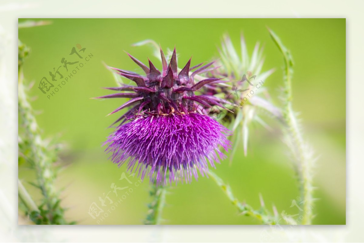 花卉 水飞蓟 阿尔卑斯山 - Pixabay上的免费照片 - Pixabay