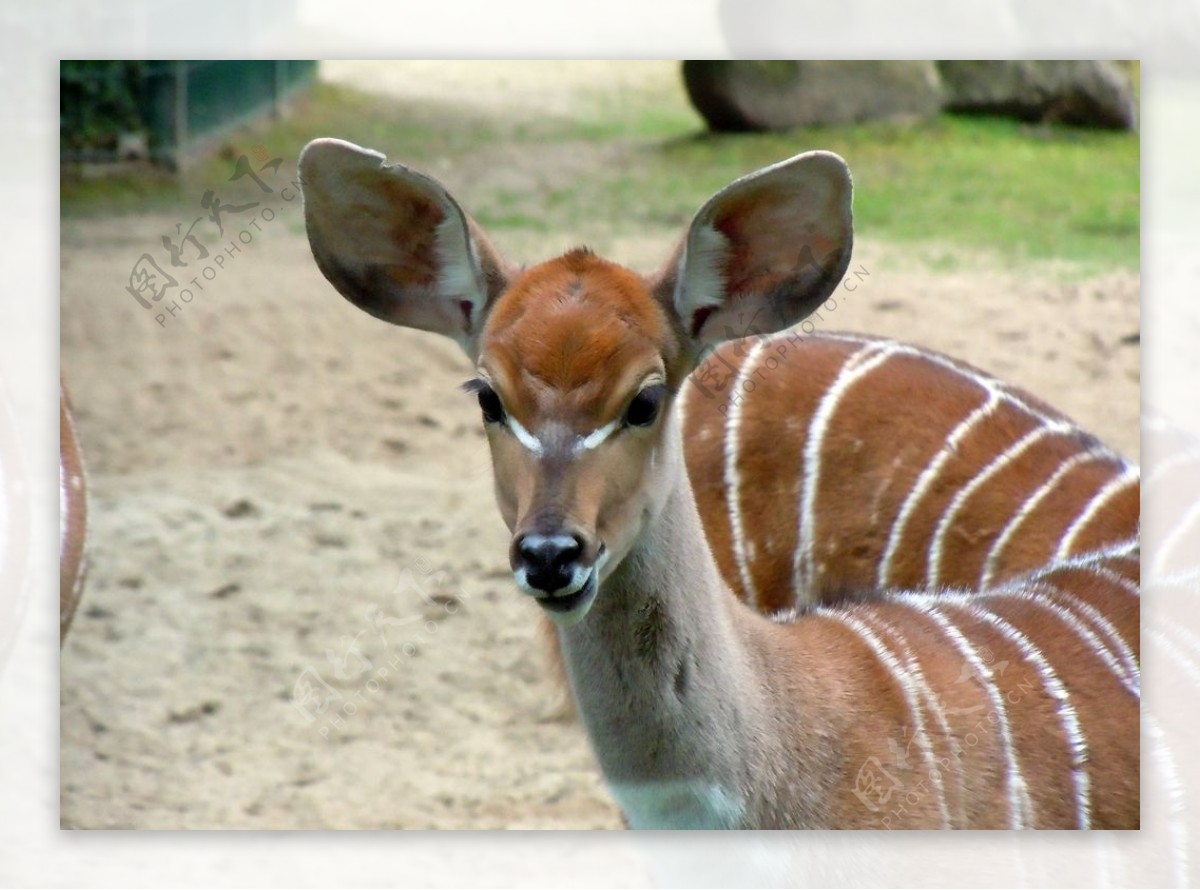 长角羚(牛科)-非洲动物-图片