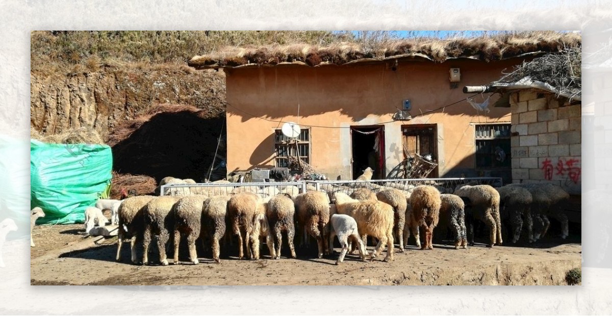 羊群畜牧图片