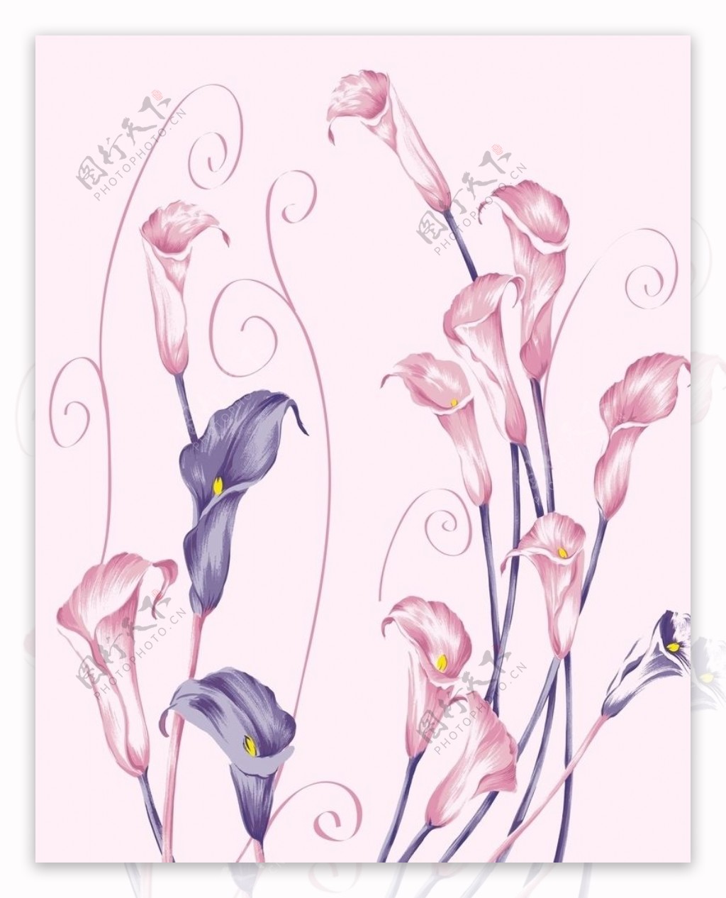 百合郁金香花朵粉色紫色