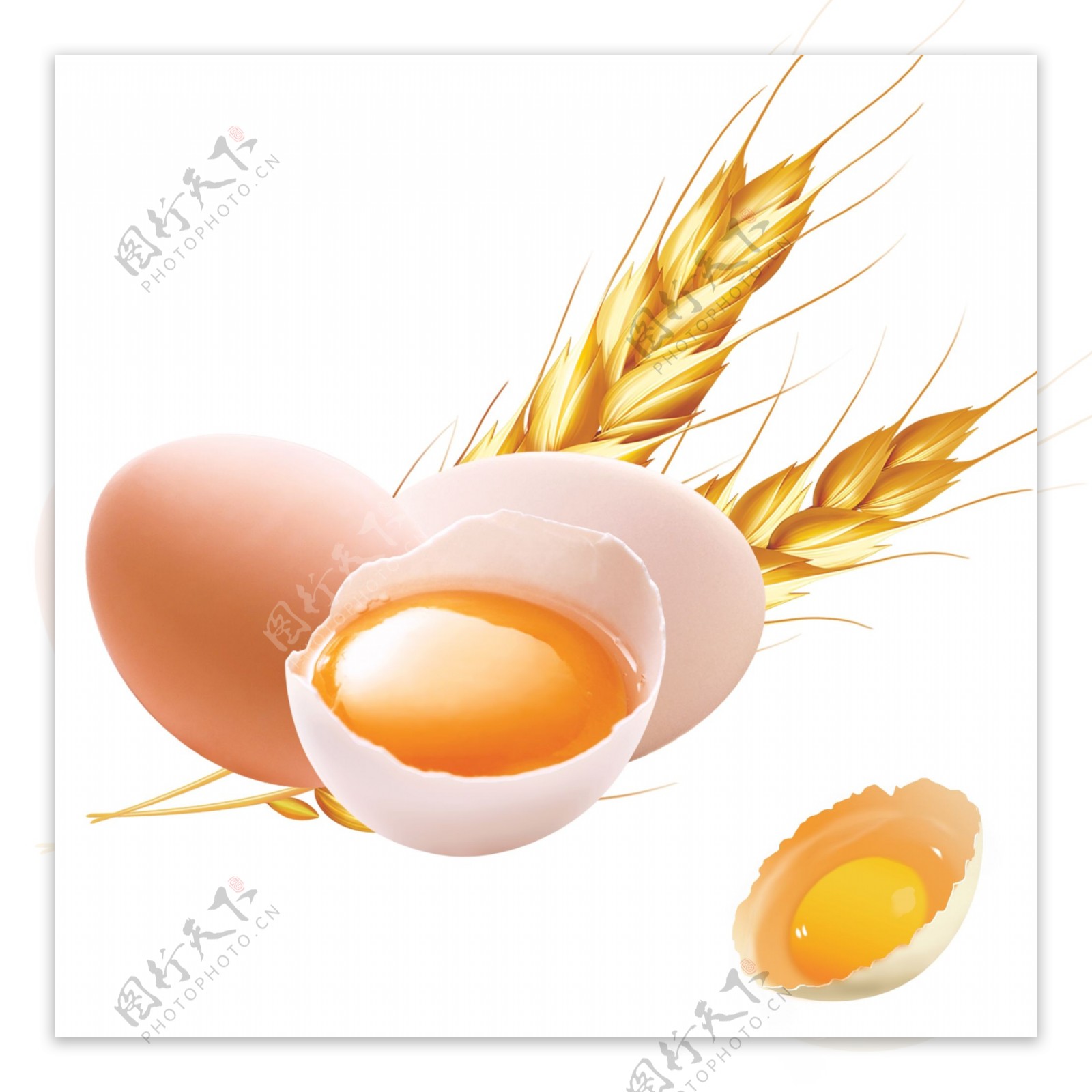 鸡蛋小麦