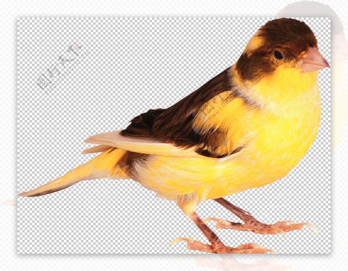 动物小鸟图案