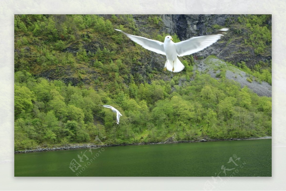 挪威峡湾海鸥