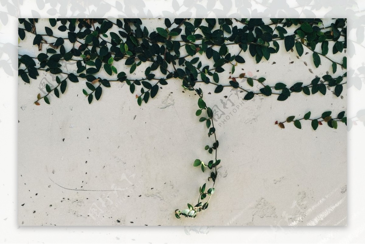 墙面爬山虎花藤植物背景素材