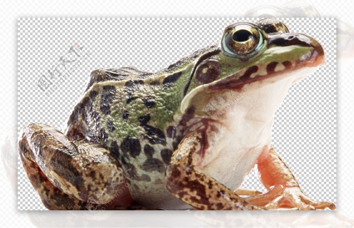 图片素材 : 性质, 绿色, 生物学, 青蛙, 两栖动物, 动物群, 树蛙, 特写, 脊椎动物, 宏观摄影, 牛蛙, ran科 ...