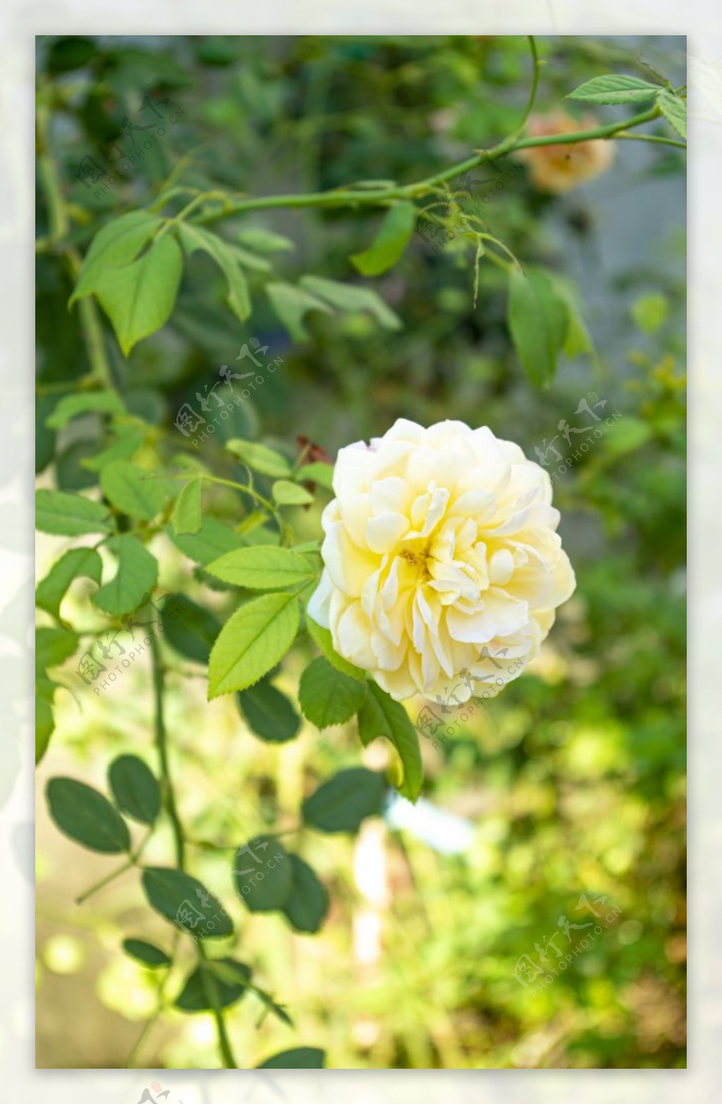 花草月季杜鹃牡丹花植物风景高清图片