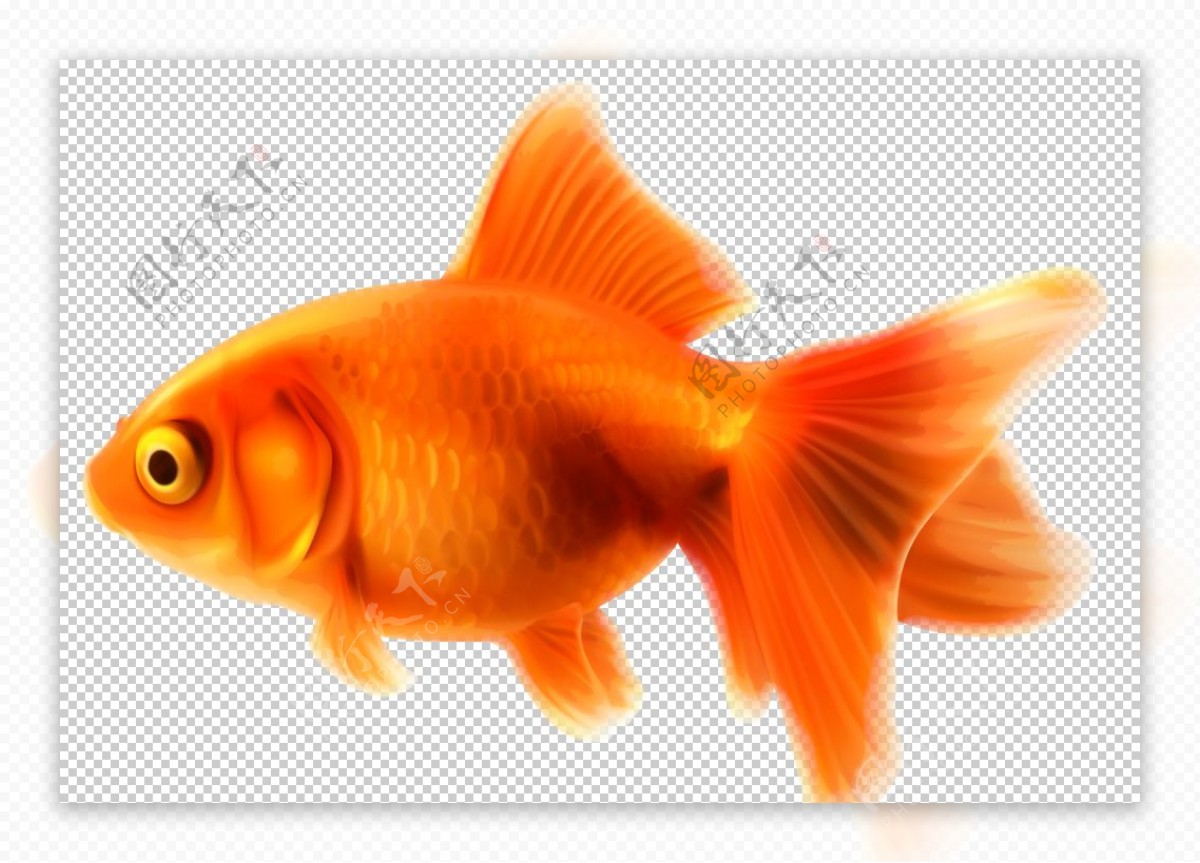 家养鱼类金鱼图片