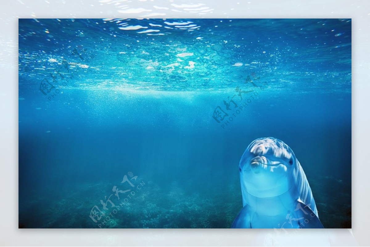 海豚水族馆观赏游玩背景素材图片