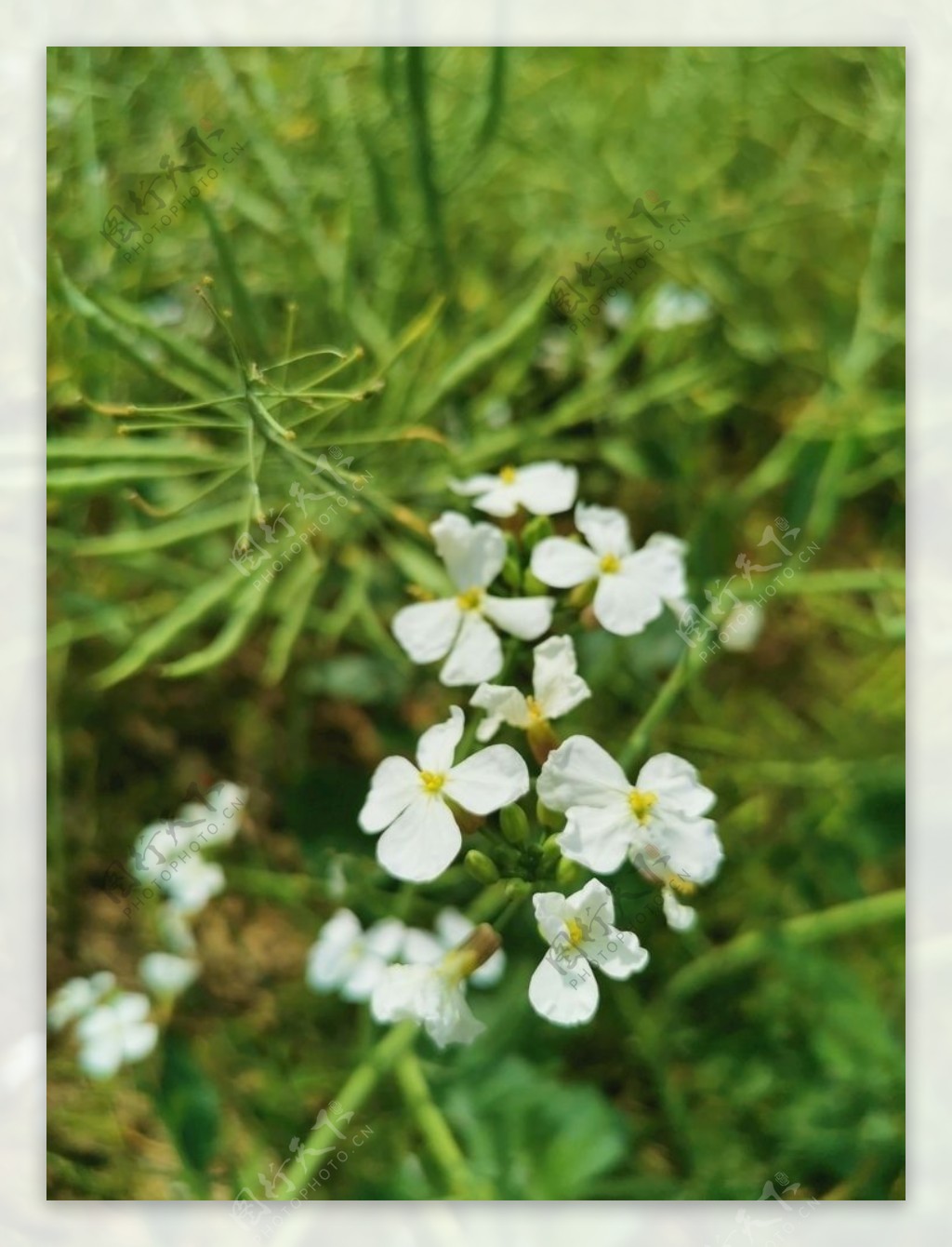 鲜花图片