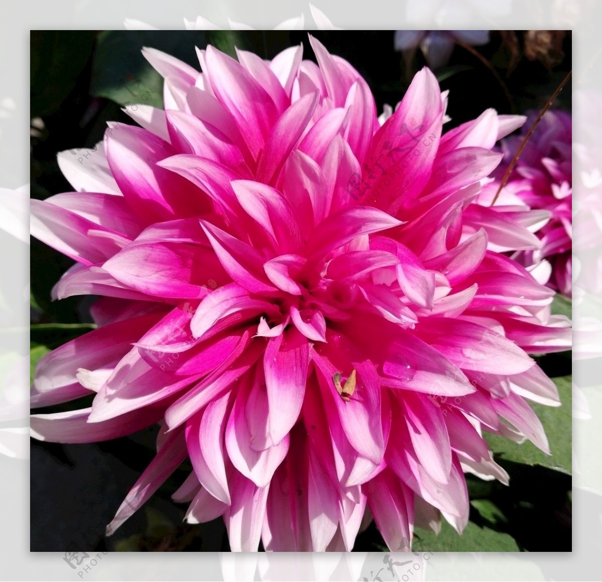 粉红色菊花花卉图片