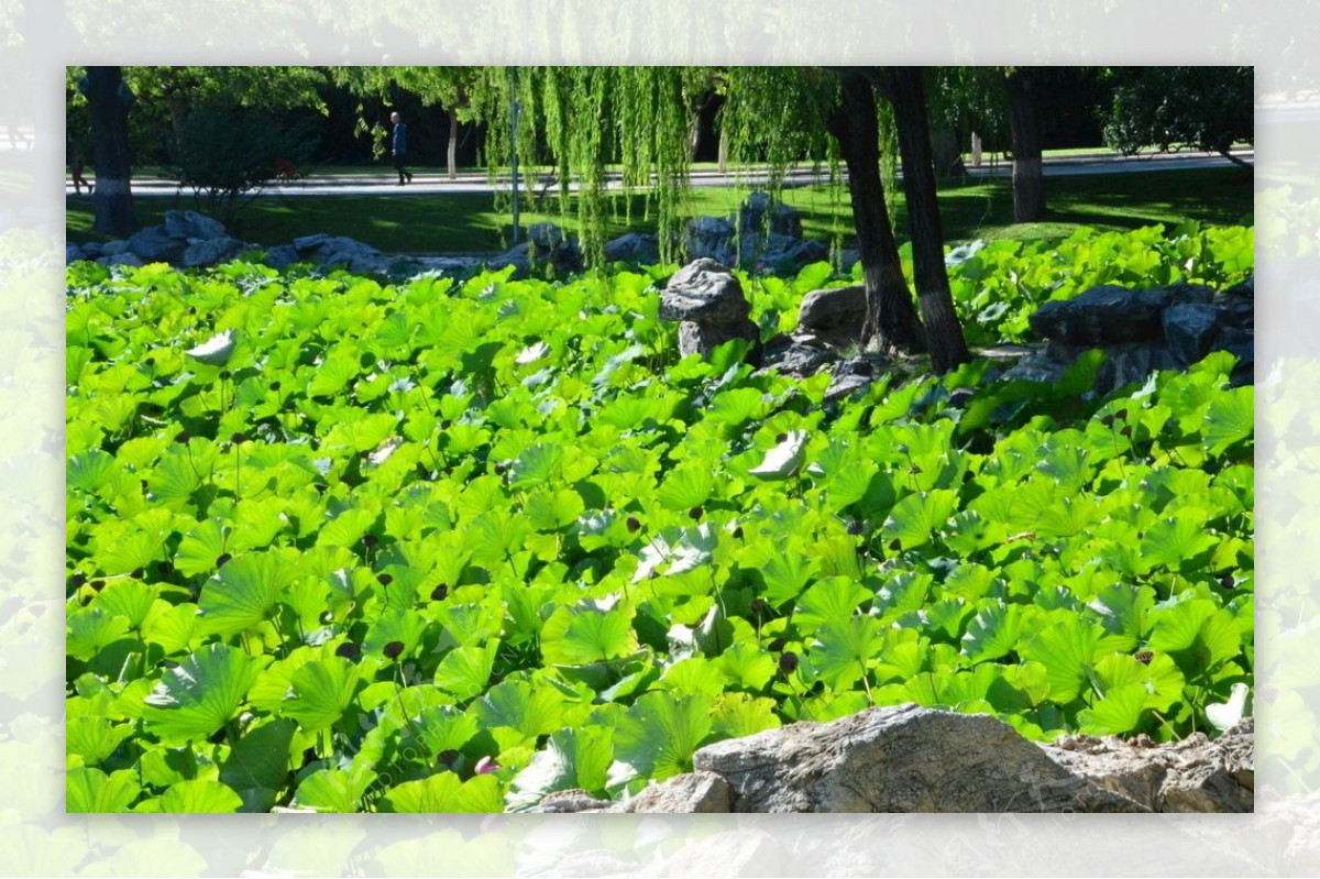 荷塘风景图片