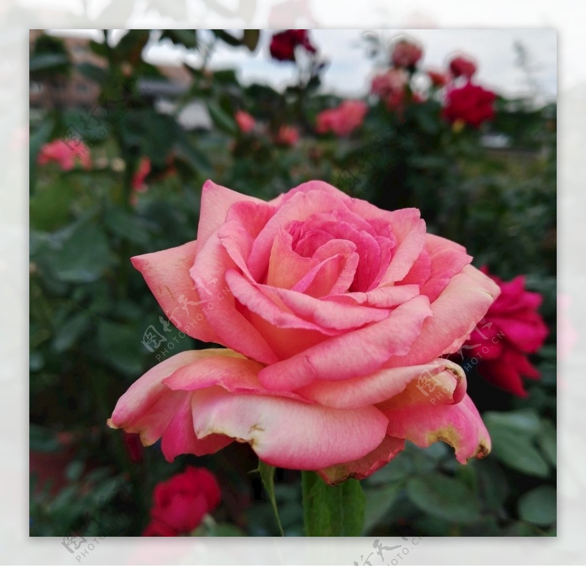 玫瑰花花朵特写图片