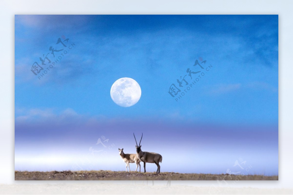 夜空圆月草原上的一对羊图片