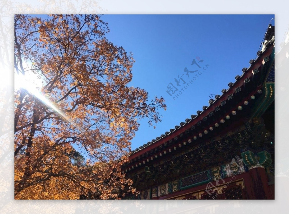 北京的秋天图片