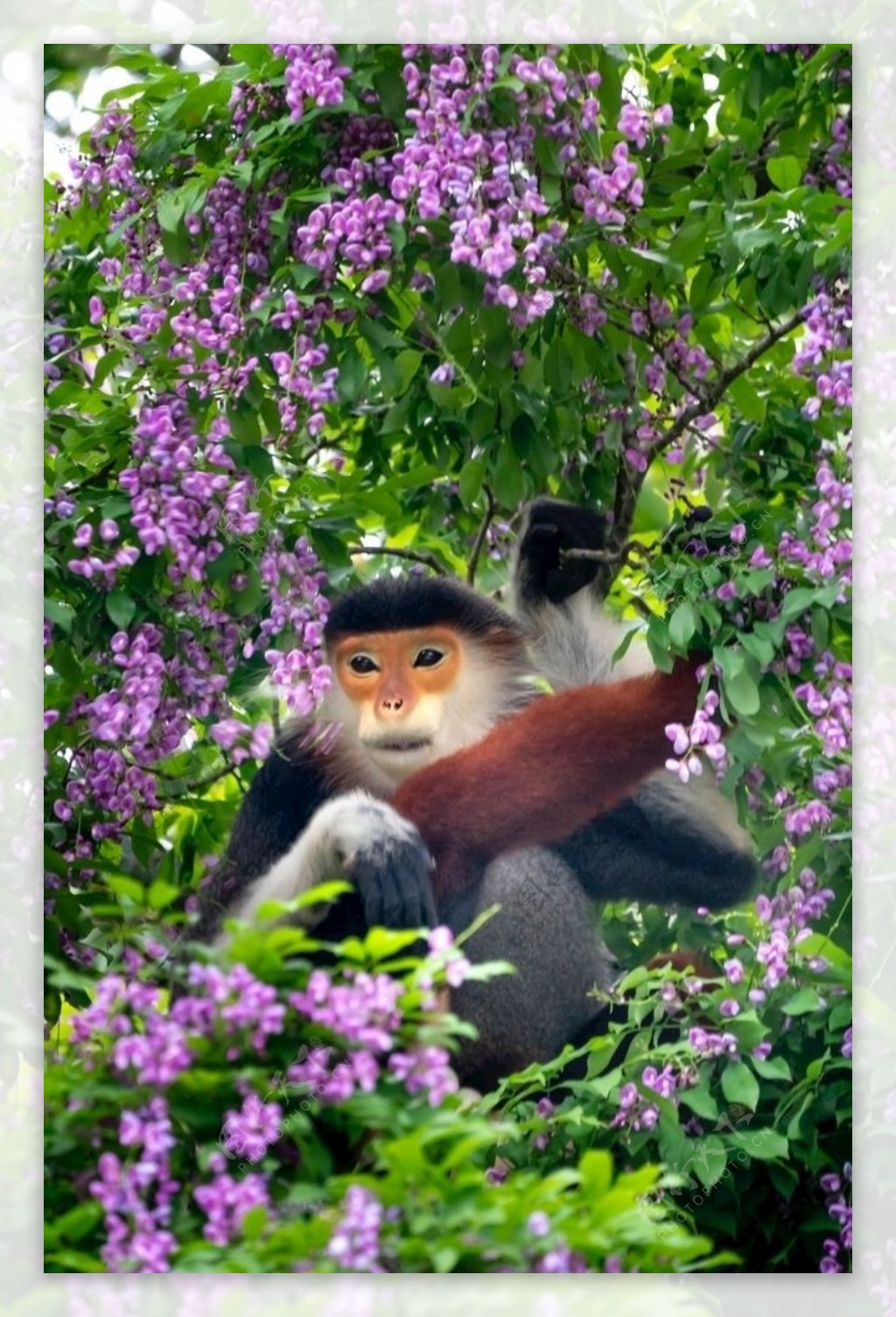 森林中猴子图片