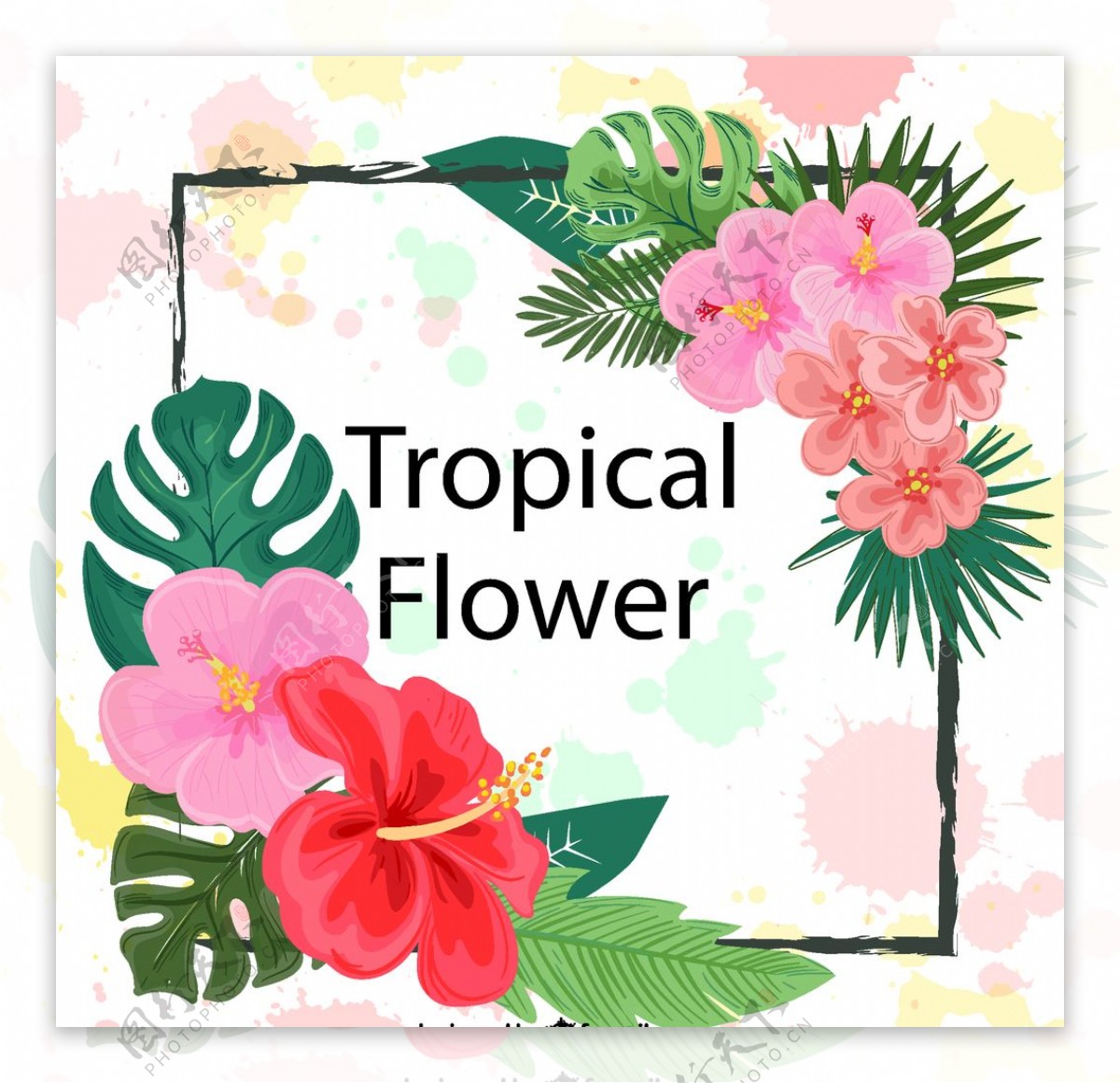 热带花卉框架图片