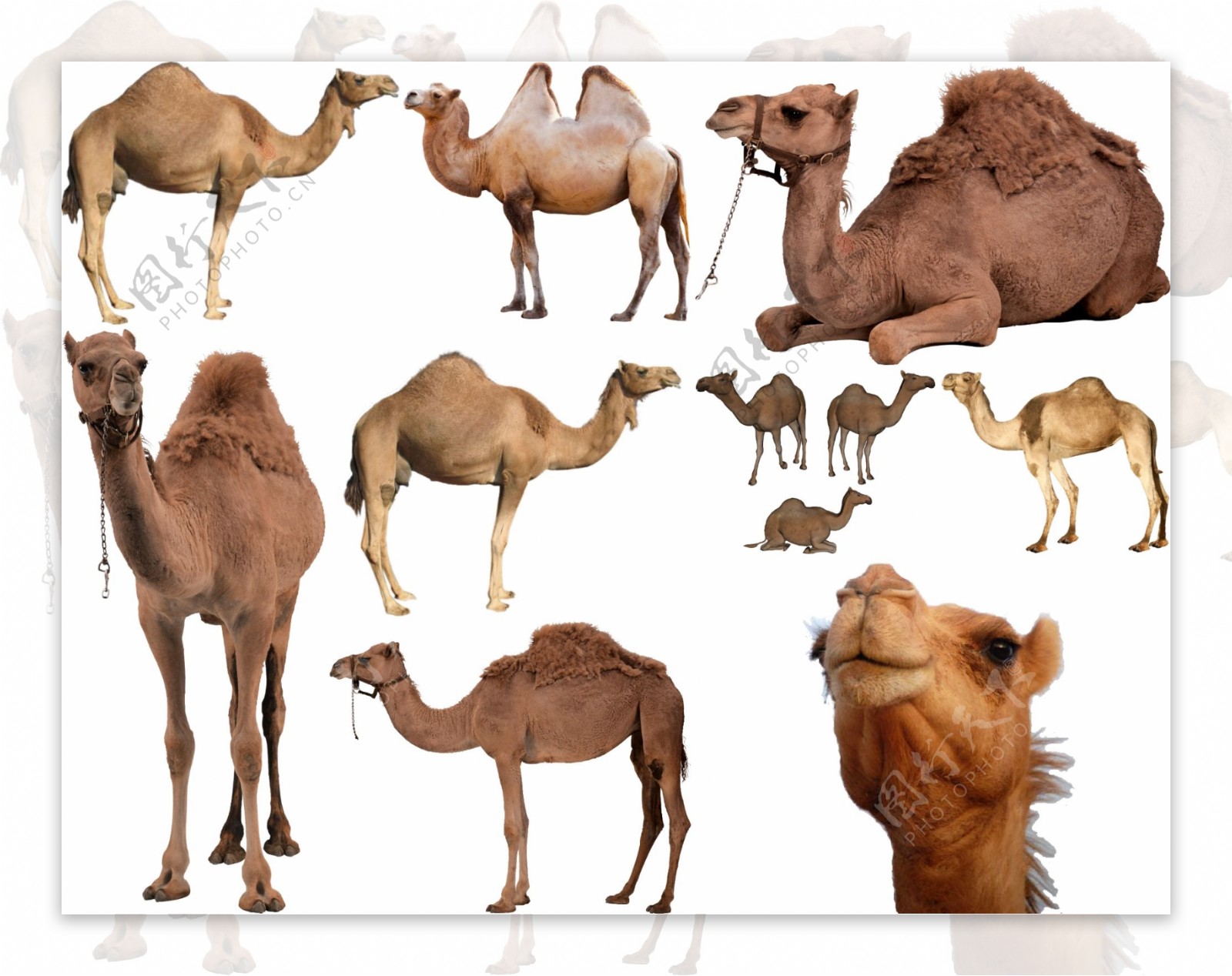 骆驼png免扣高清素材图片
