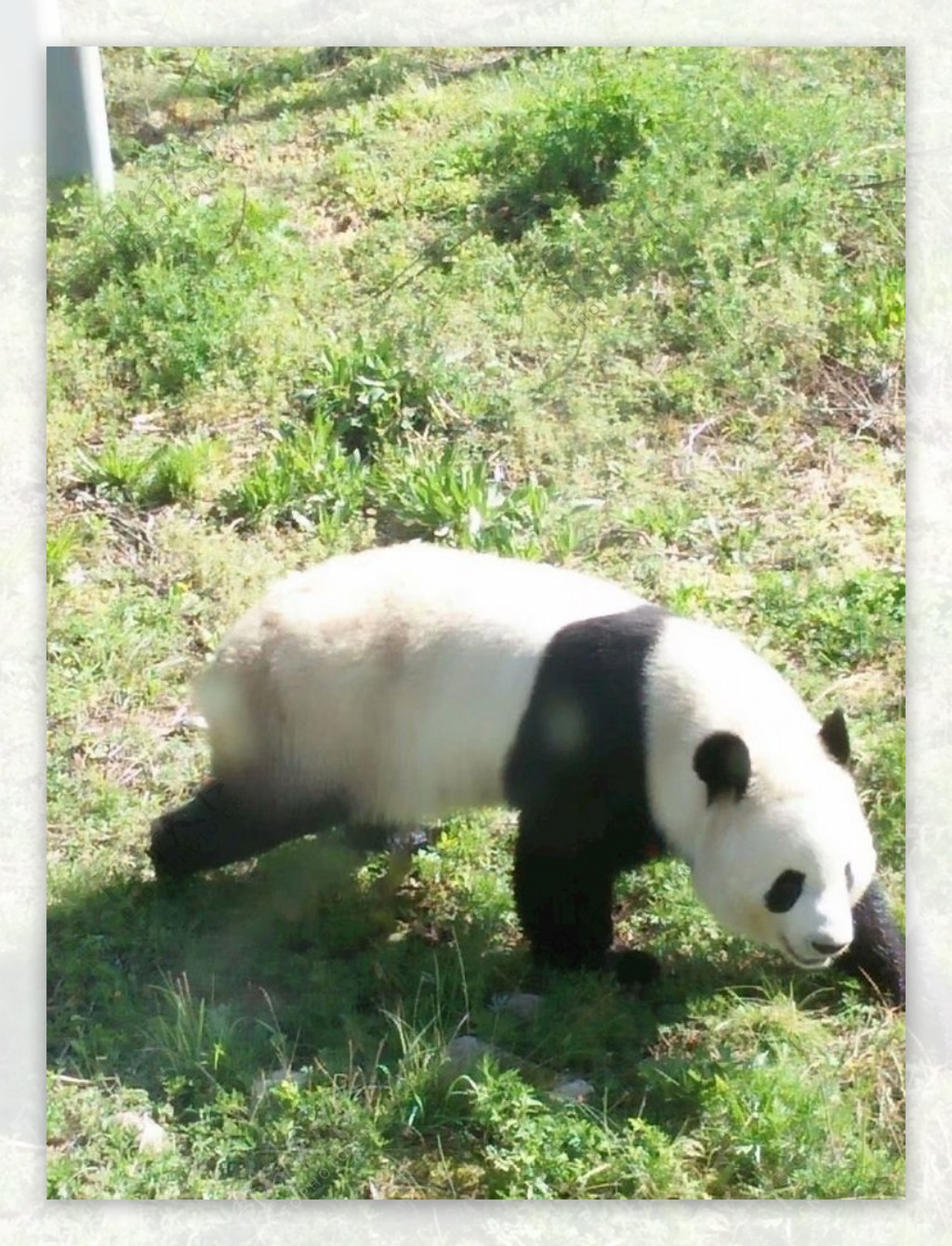 熊猫国宝图片