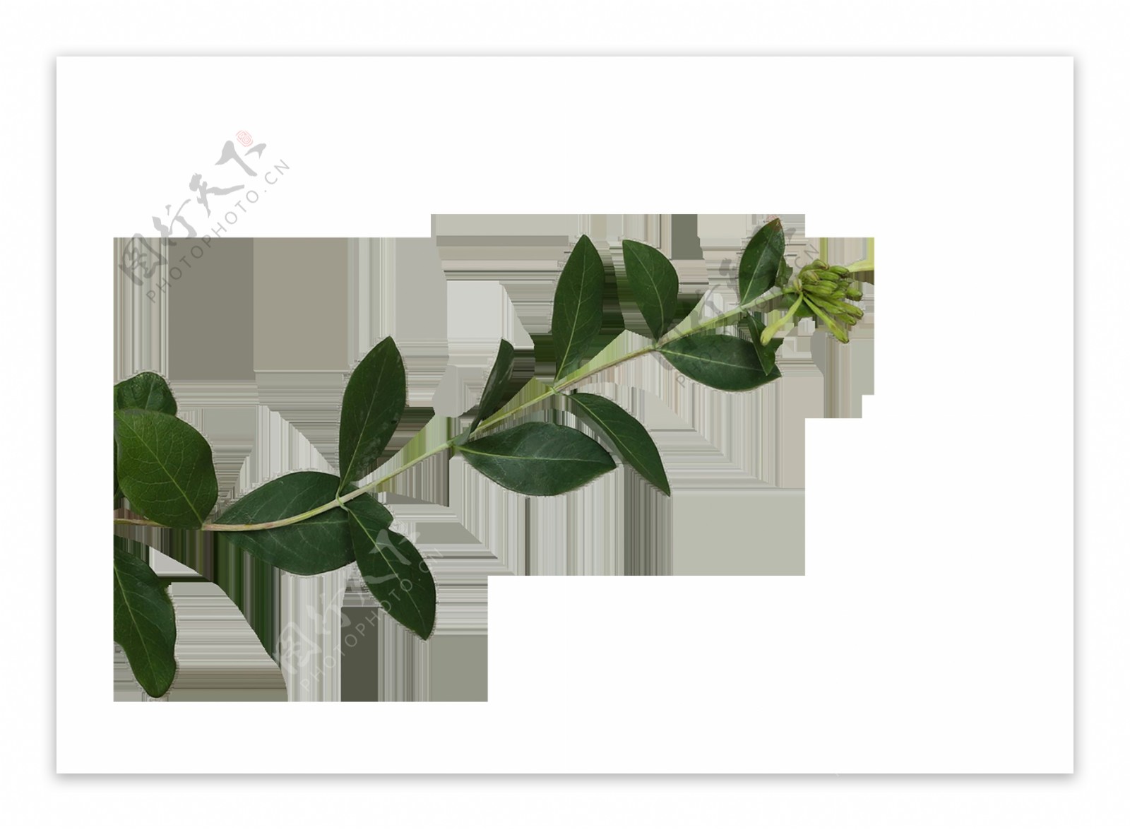 树叶树枝植物装饰素材图片