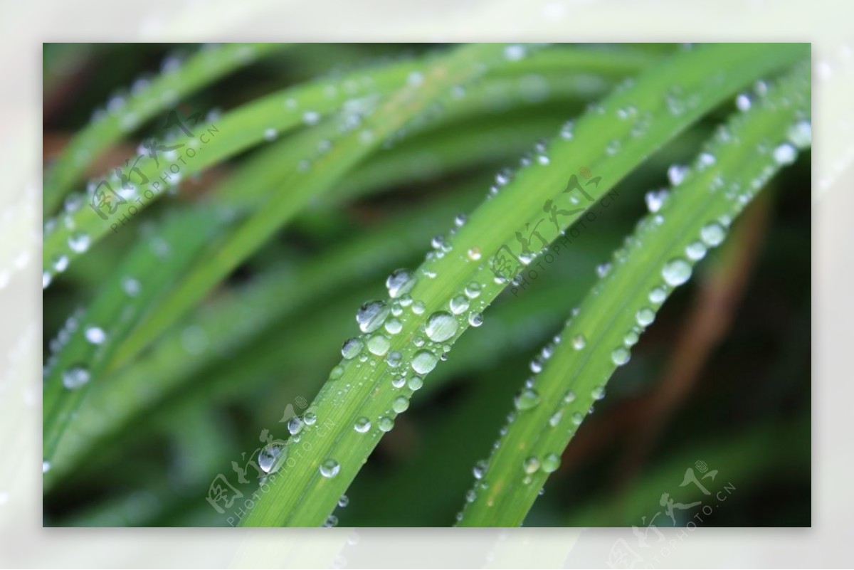 水珠水滴图片