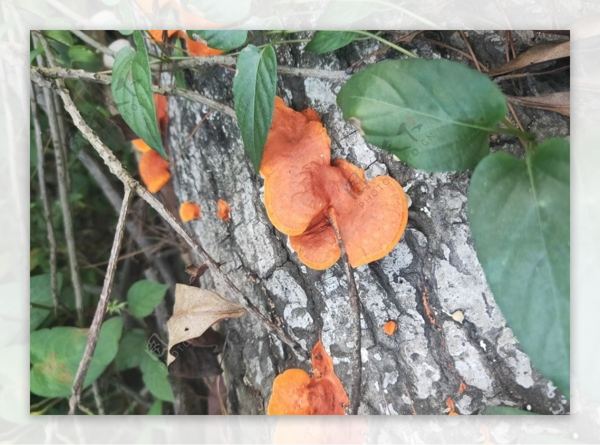 野生毒蘑菇黄色蘑菇蘑菇图片