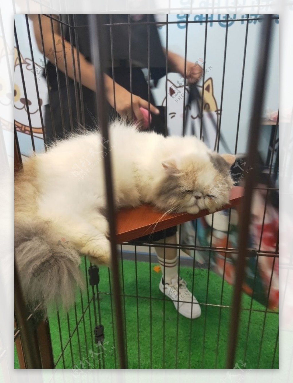 笼子里的猫图片