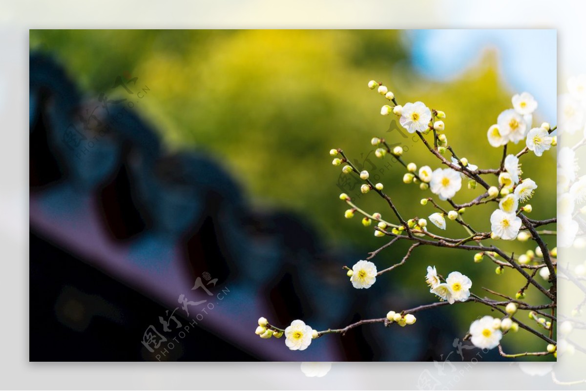 梅花花朵户外背景海报素材图片