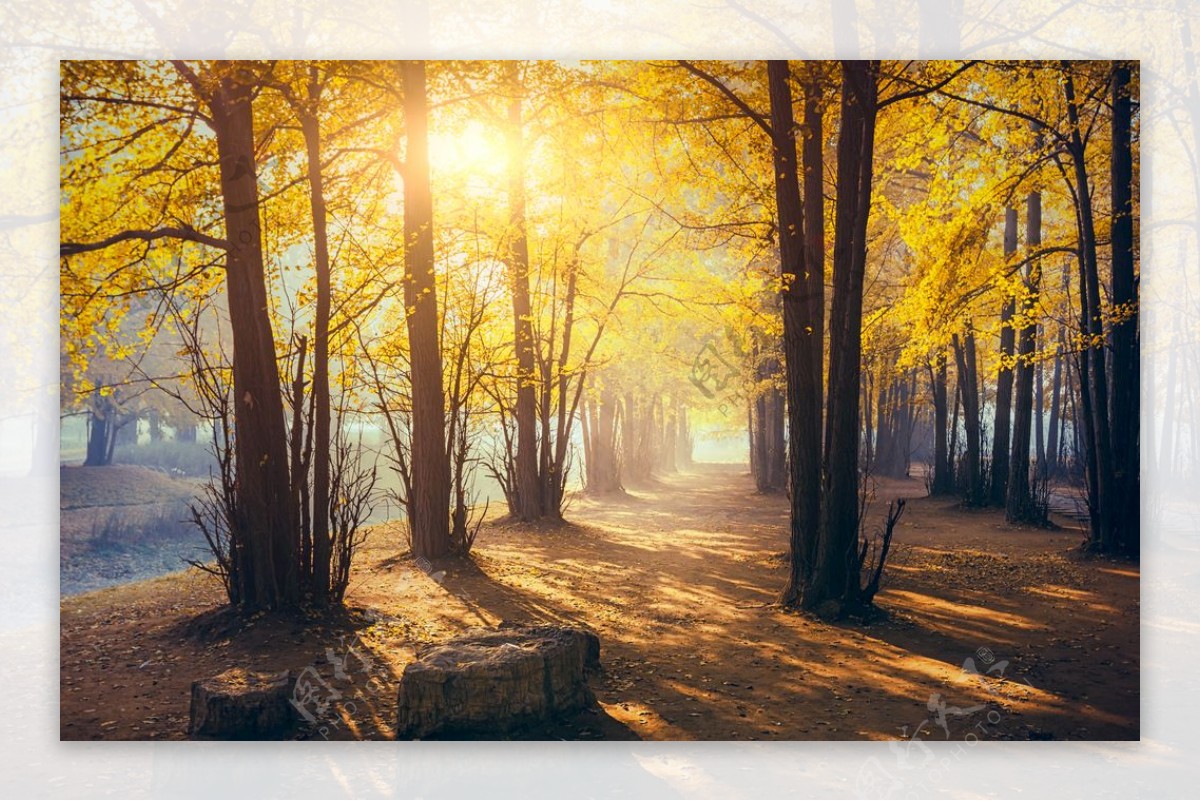 深秋时节的树林风景图片