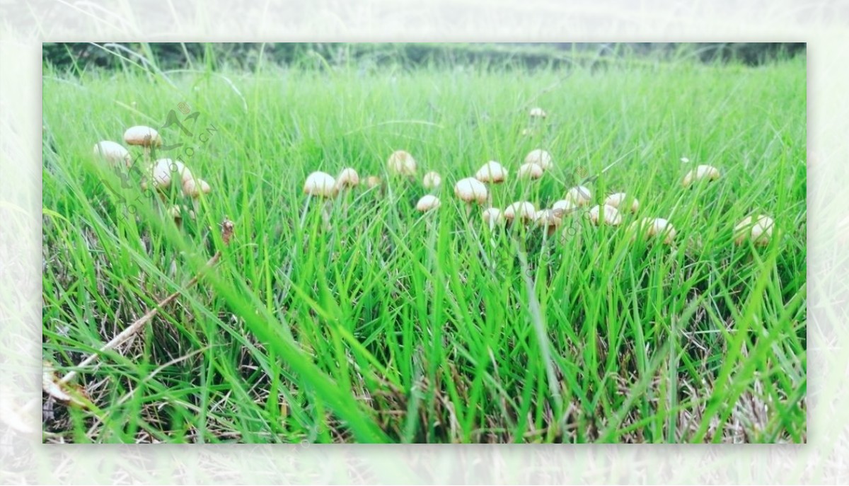 青草小蘑菇图片