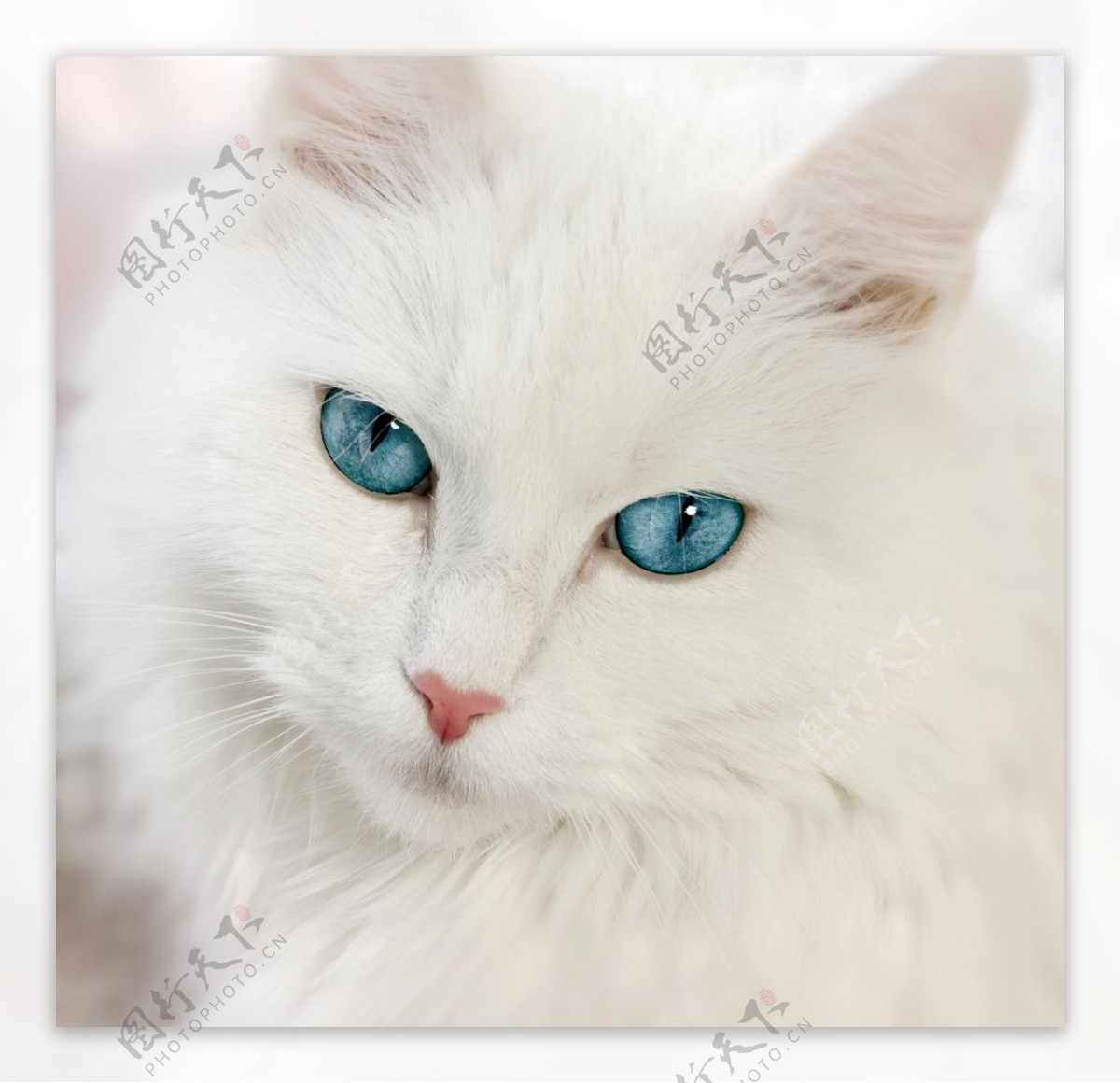 超高清高冷白猫照片图片