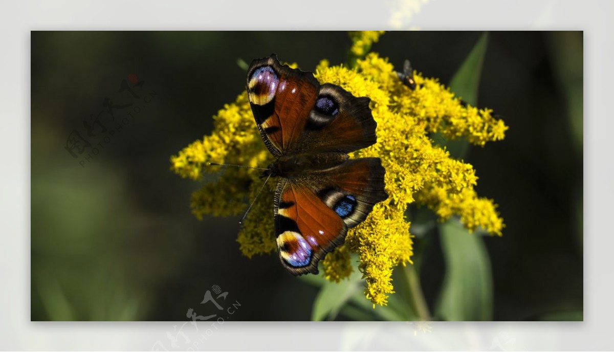 彩色蝴蝶昆虫花朵背景图片