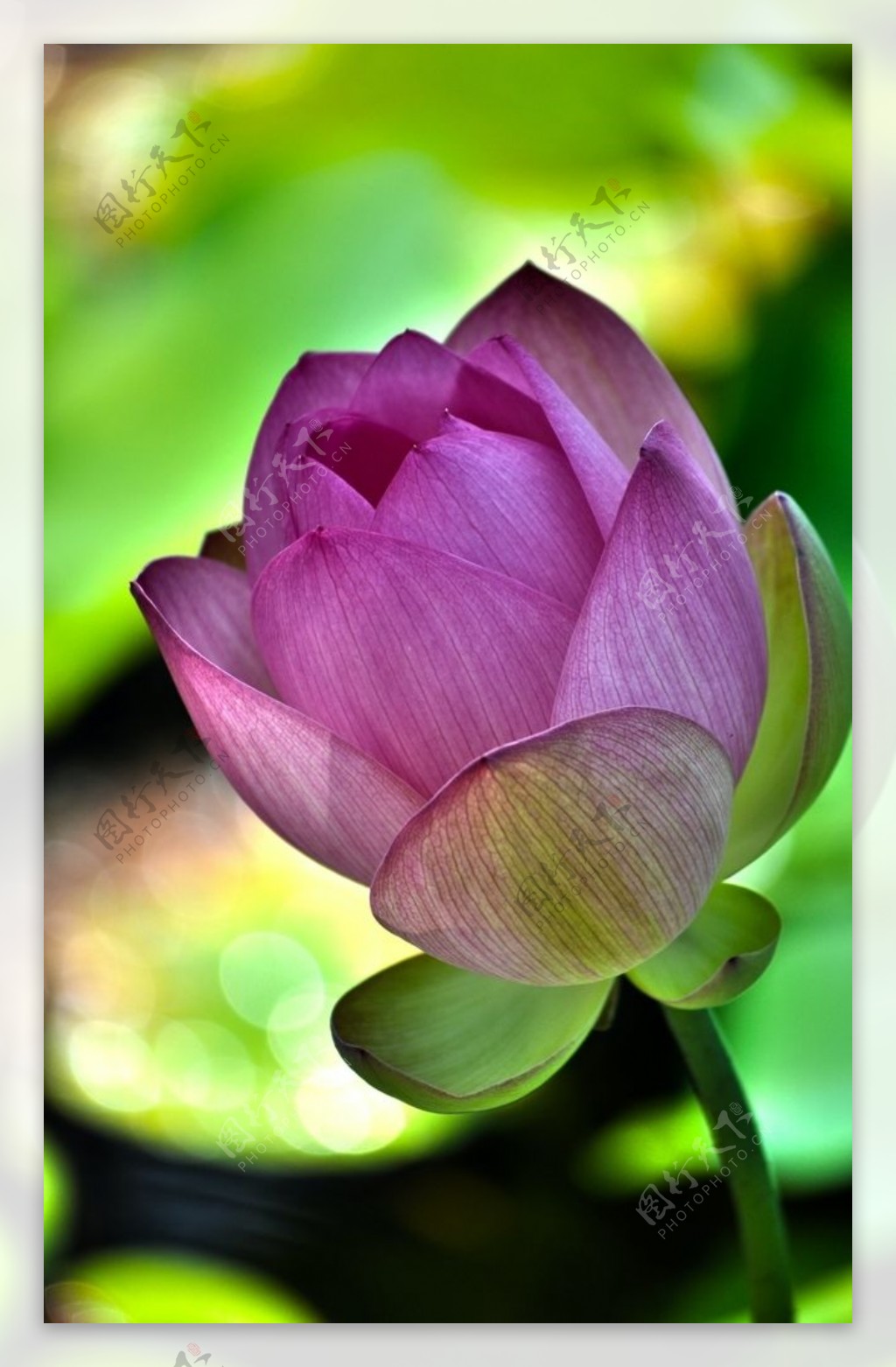 美丽花朵205-粉红牡丹花蕾 - 中国自然保护区生物标本资源共享平台