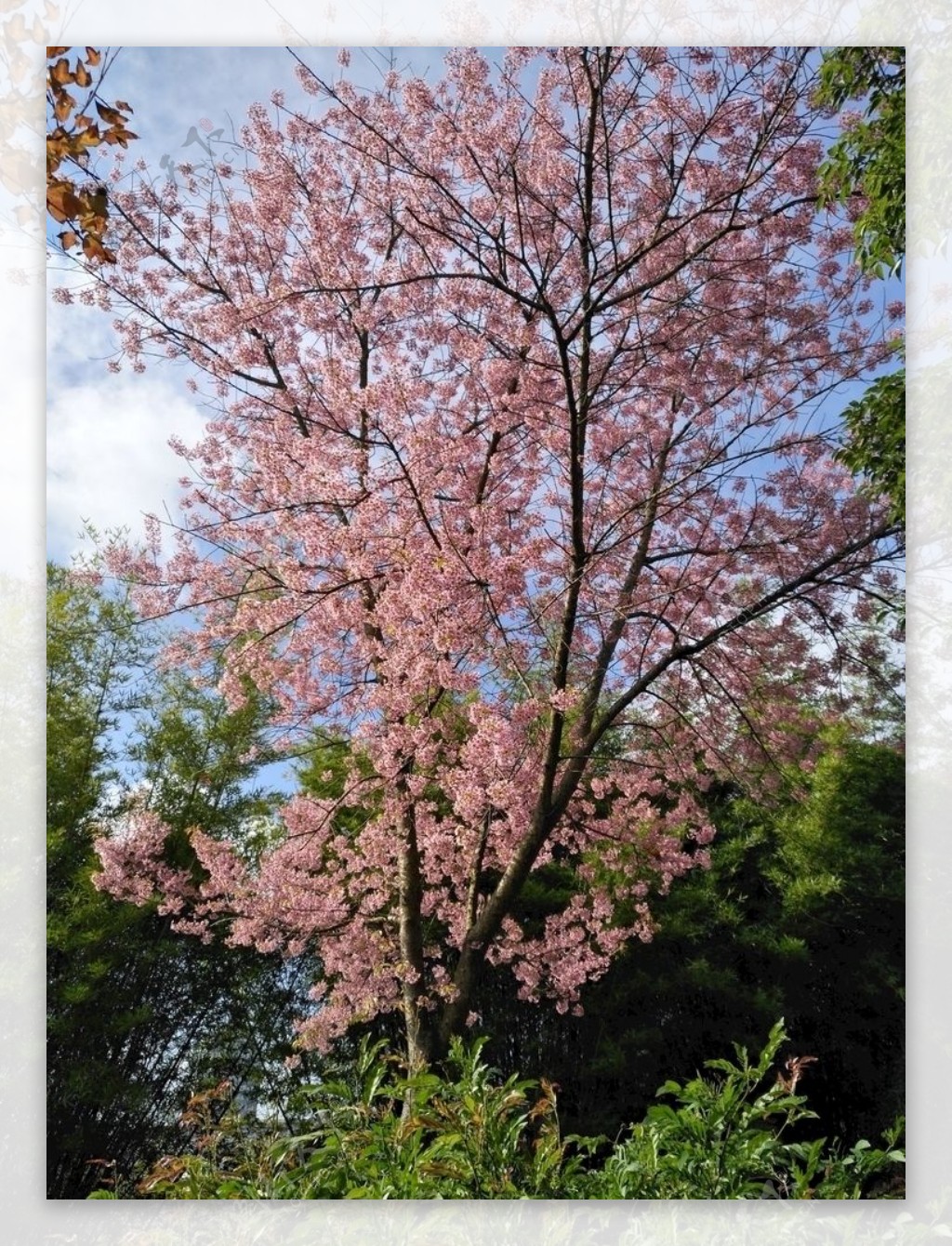 樱花樱花树图片