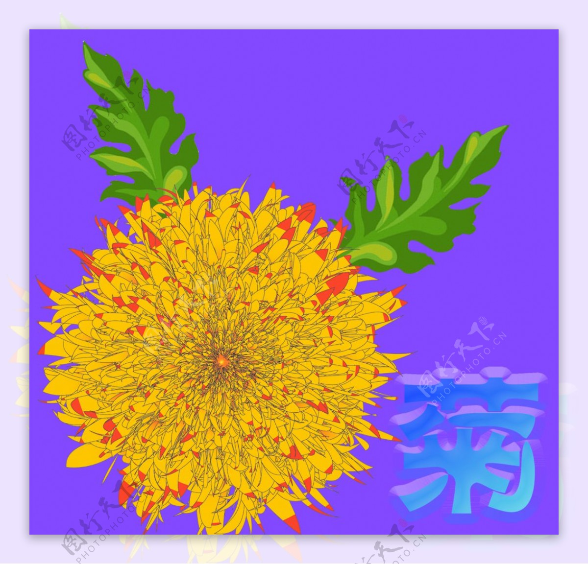 新型盆栽植物“球菊”，花朵又美又可爱，阳台养一棵，三季有花看|球菊|盆栽|花朵_新浪新闻