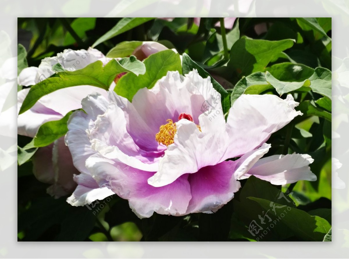 北京植物园鲜花牡丹花花卉图片