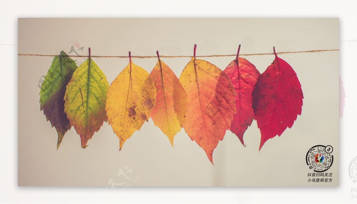 渐变色树叶创意图片秋天