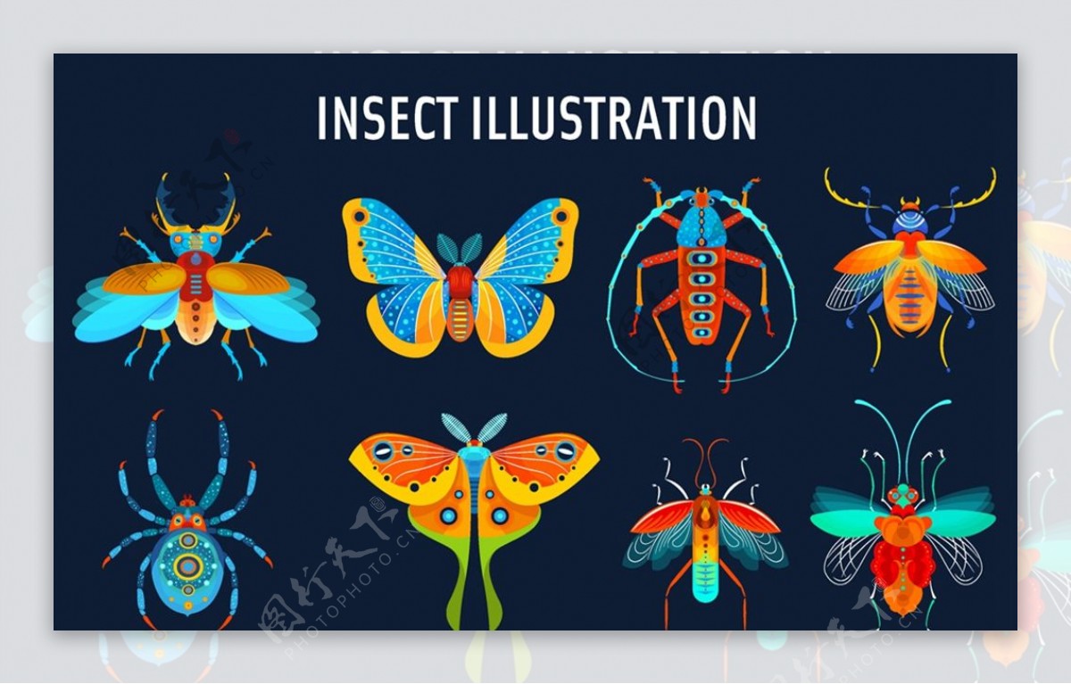 彩色昆虫设计图片